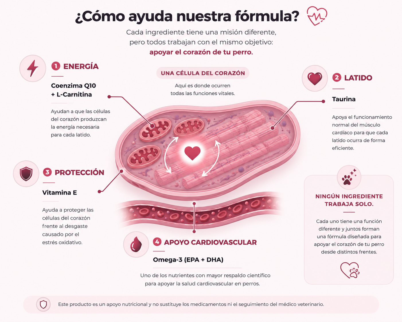 Infografía sobre cómo ayudan los ingredientes de Cardio+ al corazón de los perros
