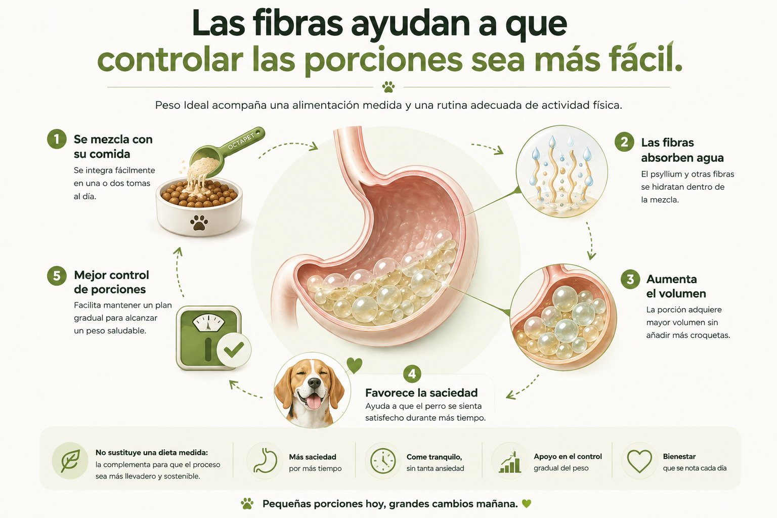 Infografía que explica cómo las fibras de Sacia+ absorben agua, aumentan el volumen y favorecen la saciedad en perros