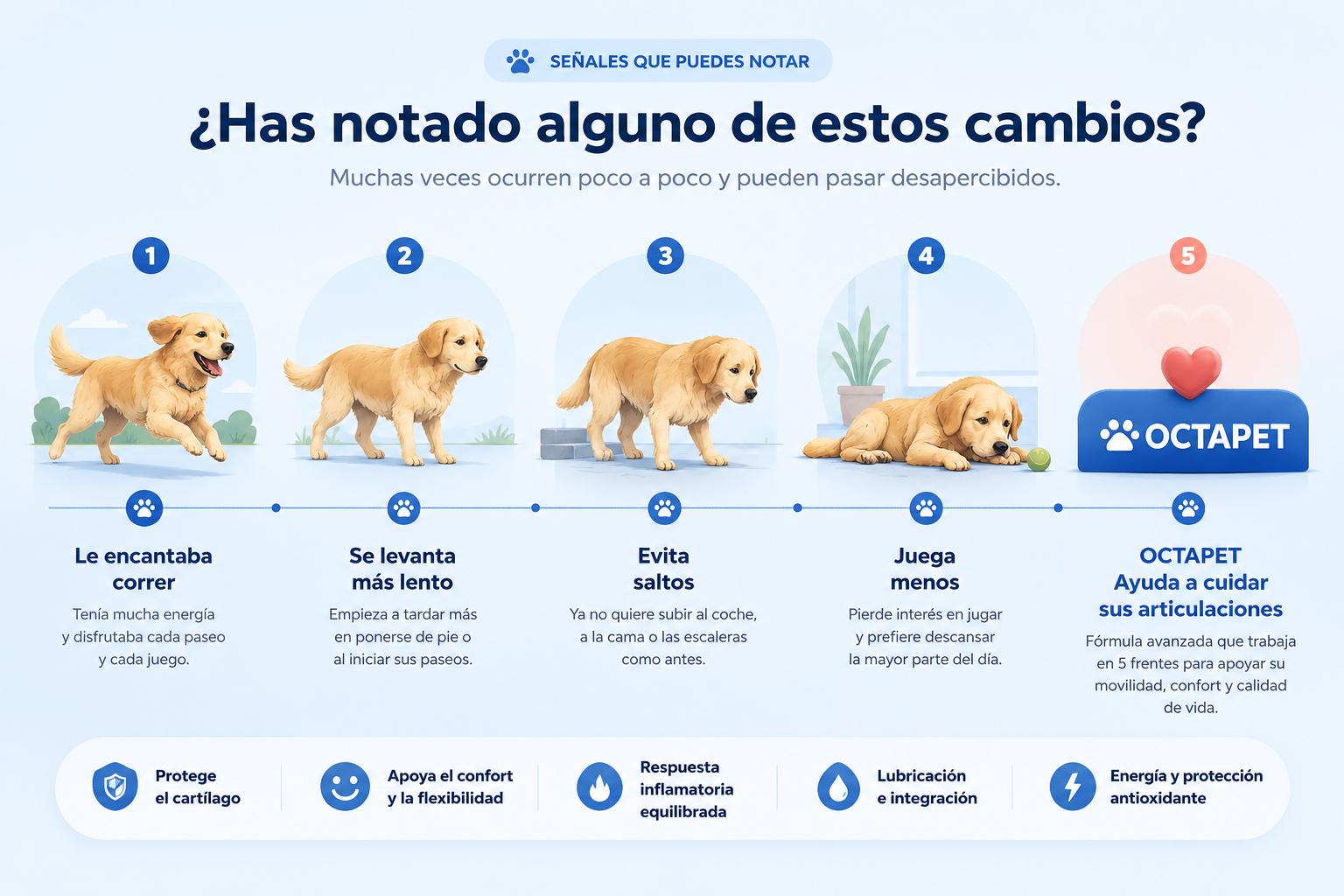 Señales de cambios en la movilidad de un perro y cuidado de sus articulaciones con Octapet