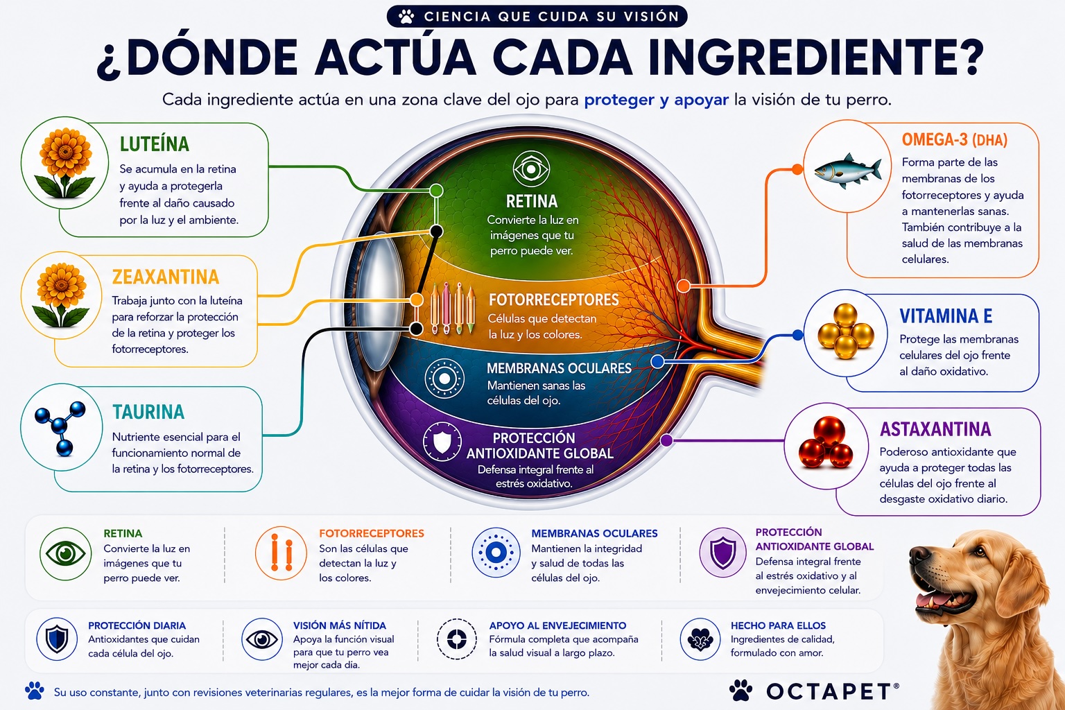 Mapa visual de las zonas del ojo apoyadas por luteína, zeaxantina, taurina, omega-3, vitamina E y astaxantina