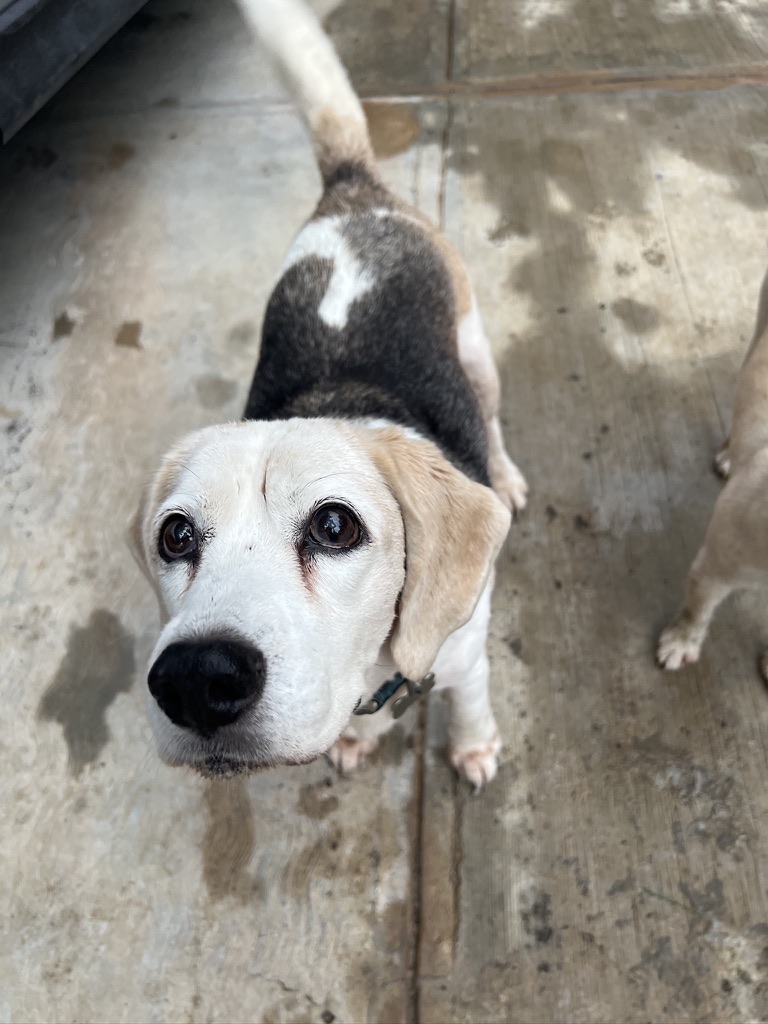 Maya, la beagle que inspiró Sacia+ de Octapet