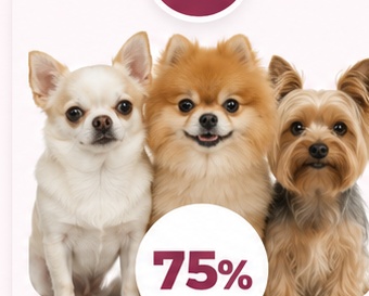 Perros pequeños con predisposición a cardiopatías caninas