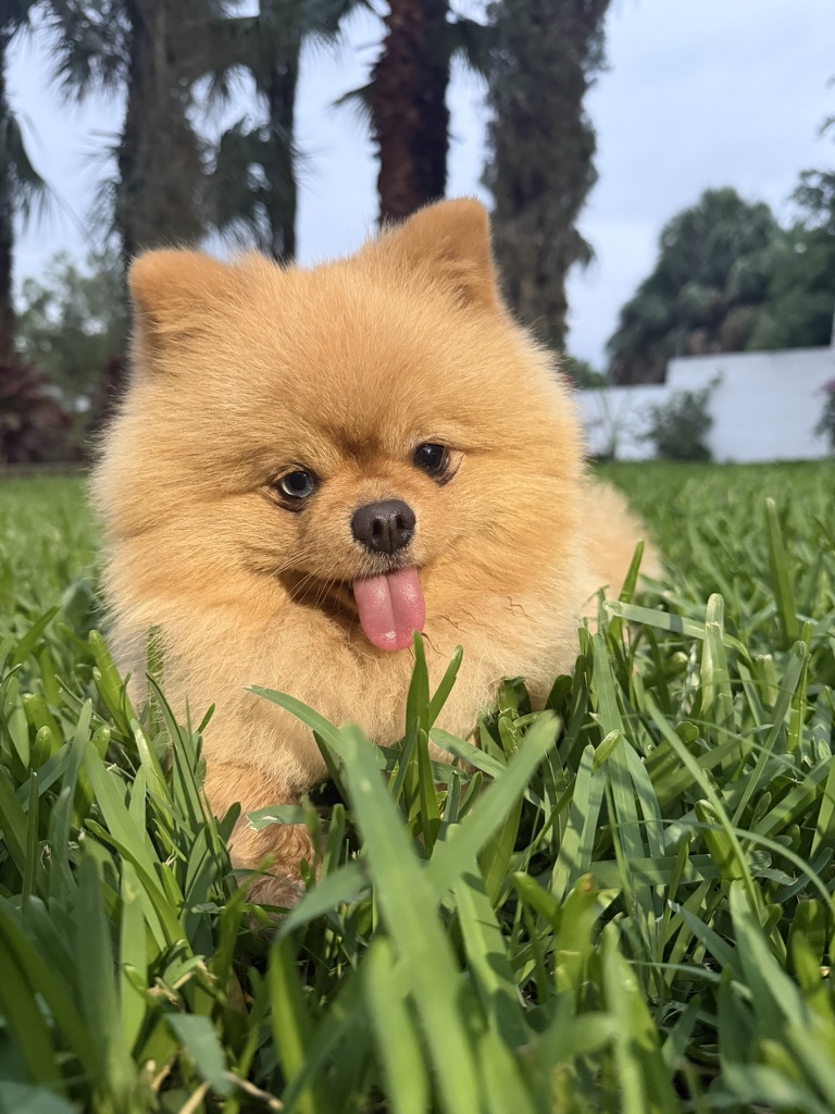 Terry, integrante de la manada Octapet