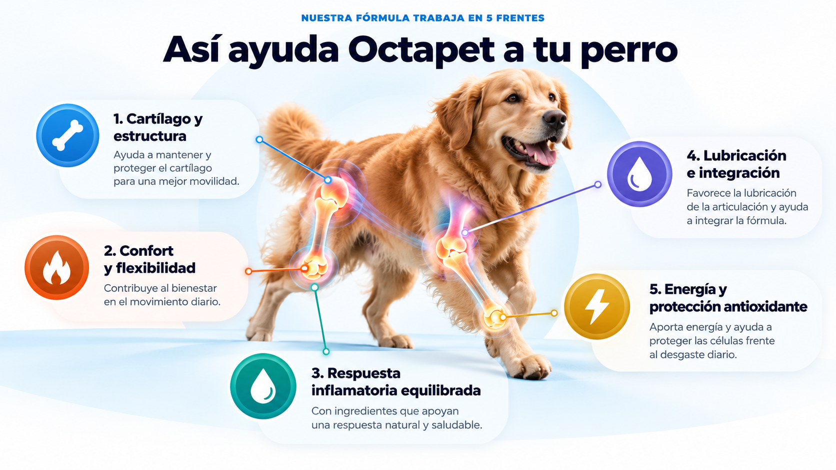 Cómo ayuda Octapet Soporte Articular a las articulaciones del perro en cinco frentes